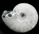 Iridescent Ammonite (Eboraciceras) Fossil - Russia #34616-1